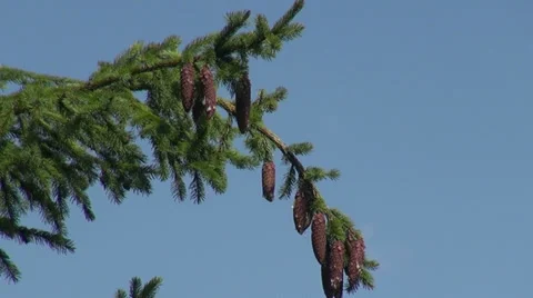 Pine branch with cones, blue sky, summer day, mountain Stock Footage 34014534