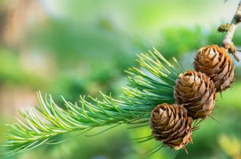 Pine branch with cones on blurred background on sunny day Stock Photos