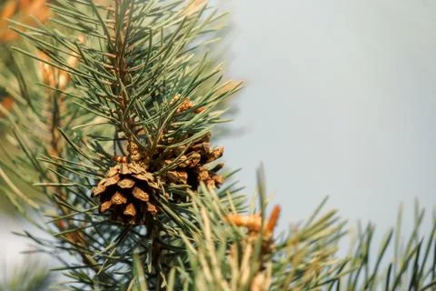 Pine branch with cones close-up. the concept of ecology Photos