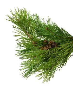 Pine branch with cones, close-up, isolated on white background without shadow Stock Photos