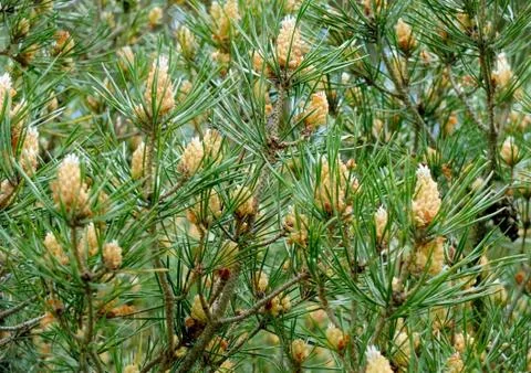 Pine branch with cones close up Foto stock