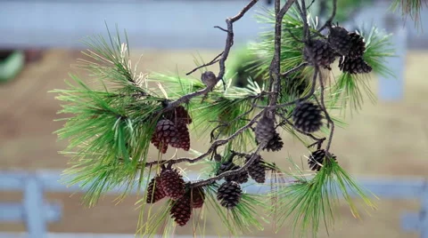 Pine branch with cones Stock Footage 65385844