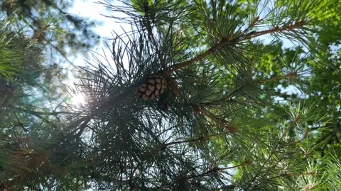 Pine branch with cones Stock Footage 248034449