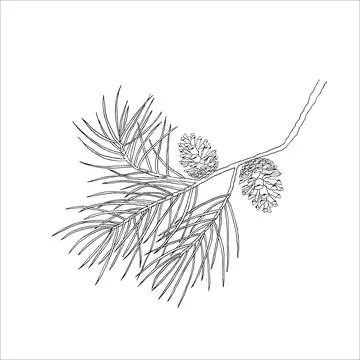 Pine branch with cones. Hand drawn vector image Stock Illustration