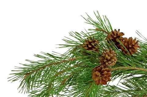 Pine branch with cones, isolated without a shadow. Close-up. Christmas. New Y Stock Photos