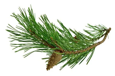 Pine branch with cones, isolated without a shadow. Close-up. Christmas. New Y Photos