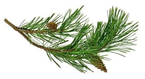 Pine branch with cones, isolated without a shadow. Close-up. Christmas. New Y Stock Photos