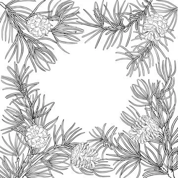 Pine Branch with Cones Outline Frame. Stock Illustration