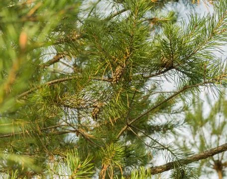 Pine branch with cones. Stock Photos