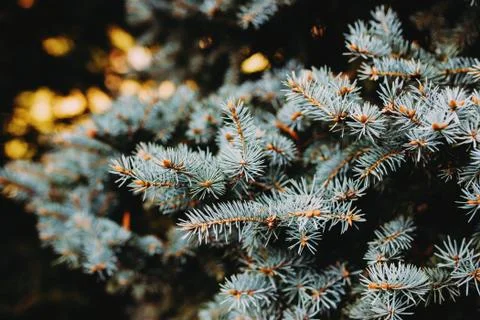 Pine branch with cones Stock Photos