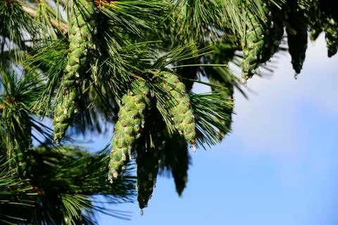 Pine branch with cones Stock Photos