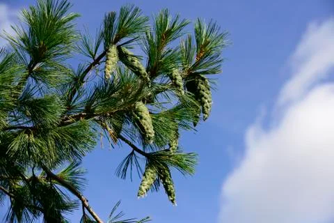 Pine branch with cones Stock Photos