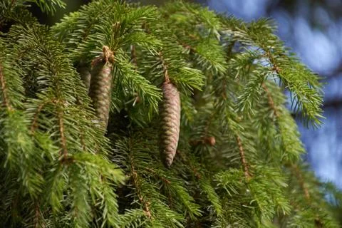 Pine branch with cones. Stock Photos