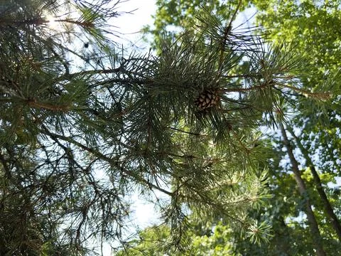 Pine branch with cones Stock Photos
