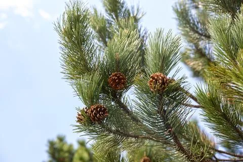 Pine branch with cones Stock Photos