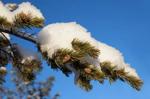 Pine branch with cones in the snow Stock Photos