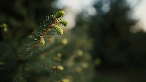 Pine branch with cones in Spring Stock Footage