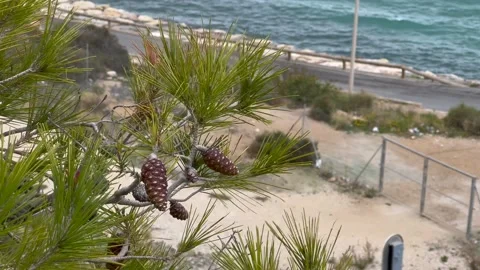 Pine branch with cones trembling from the wind with sea on the background Stock Footage 175916620