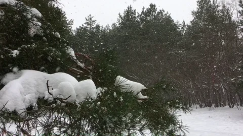 Pine branch in coniferous forest during a snowfall. Stock Footage 100876867