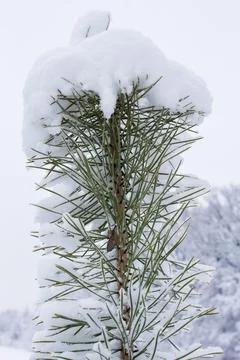 Pine branch covered with first snow.... pine branch covered with first snow.. Stock Photos