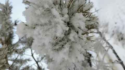Pine branch covered with fluffy snow, close-up. Video stock 168867840
