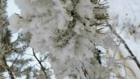 Pine branch covered with fluffy snow, close-up. Video stock 168867886