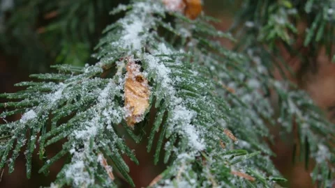 Pine branch covered with frost Stock Footage 254213742