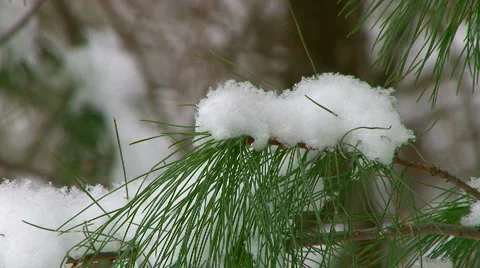 Pine branch covered in snow  Stock Footage 1019204