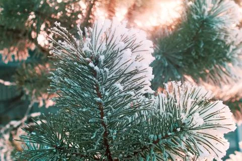 Pine branch, covered with snow. Stock Photos