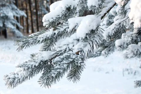 Pine branch covered with snow 写真素材