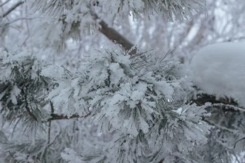Pine Branch Covered in Thick White Hoarfrost on Winter Day Stock Photos