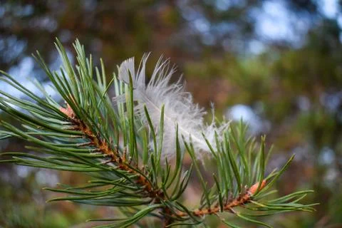 Pine branch with delicate white feather on the beach stromi Stock Photos