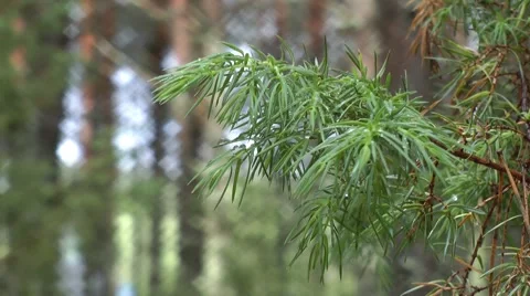 Pine branch with diamond shaped bokeh Video stock 51703265