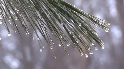 Pine Branch with Drips Vidéo 22607978