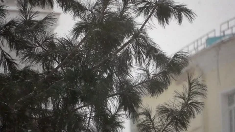 Pine branch during snowfall Vídeos de archivo 100352410