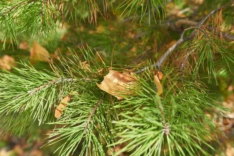 Pine branch with fallen leaves in the forest close-up macro photography Stock Photos