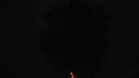 Pine branch on fire slowly burns Stock Footage 127862000