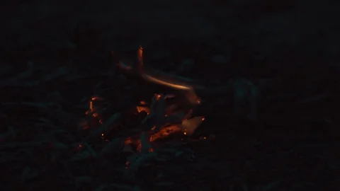 Pine branch on fire slowly burns Stock Footage 127862693
