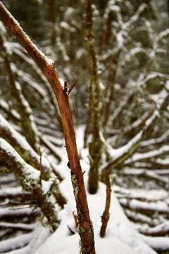 Pine branch in focus Stock Photos