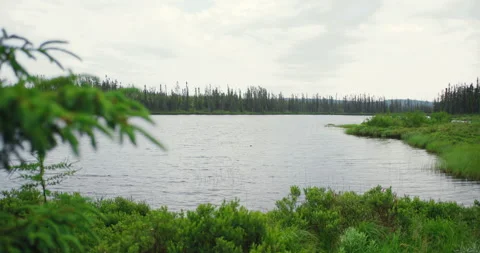 Pine branch focus pull with lake in background in boreal forest / Hand held Stock Footage 130983531