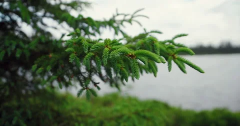 Pine branch focus pull with lake in background in boreal forest / Hand held Vídeo Stock 130983653