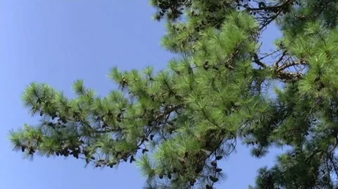Pine branch Stock Footage 8601284