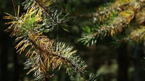 Pine branch Stock Footage 11866497