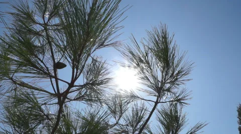 Pine Branch Stock Footage 29665173