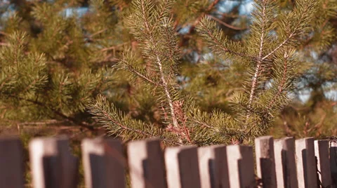 Pine branch Video stock 37752333
