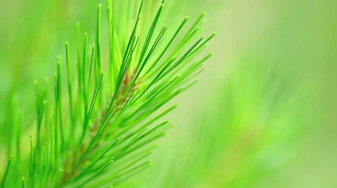 Pine branch. Stock-Footage 40754482