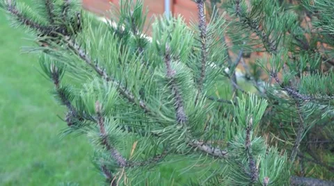 Pine branch Stock Footage 42120170