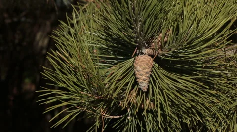 Pine branch Stock Footage 44415592
