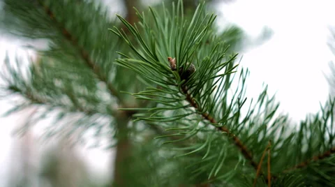 Pine branch Stock Footage 49610113