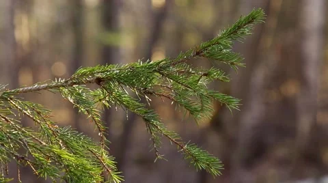 Pine branch Stock Footage 62766211